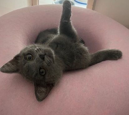 Gallery image: Sally