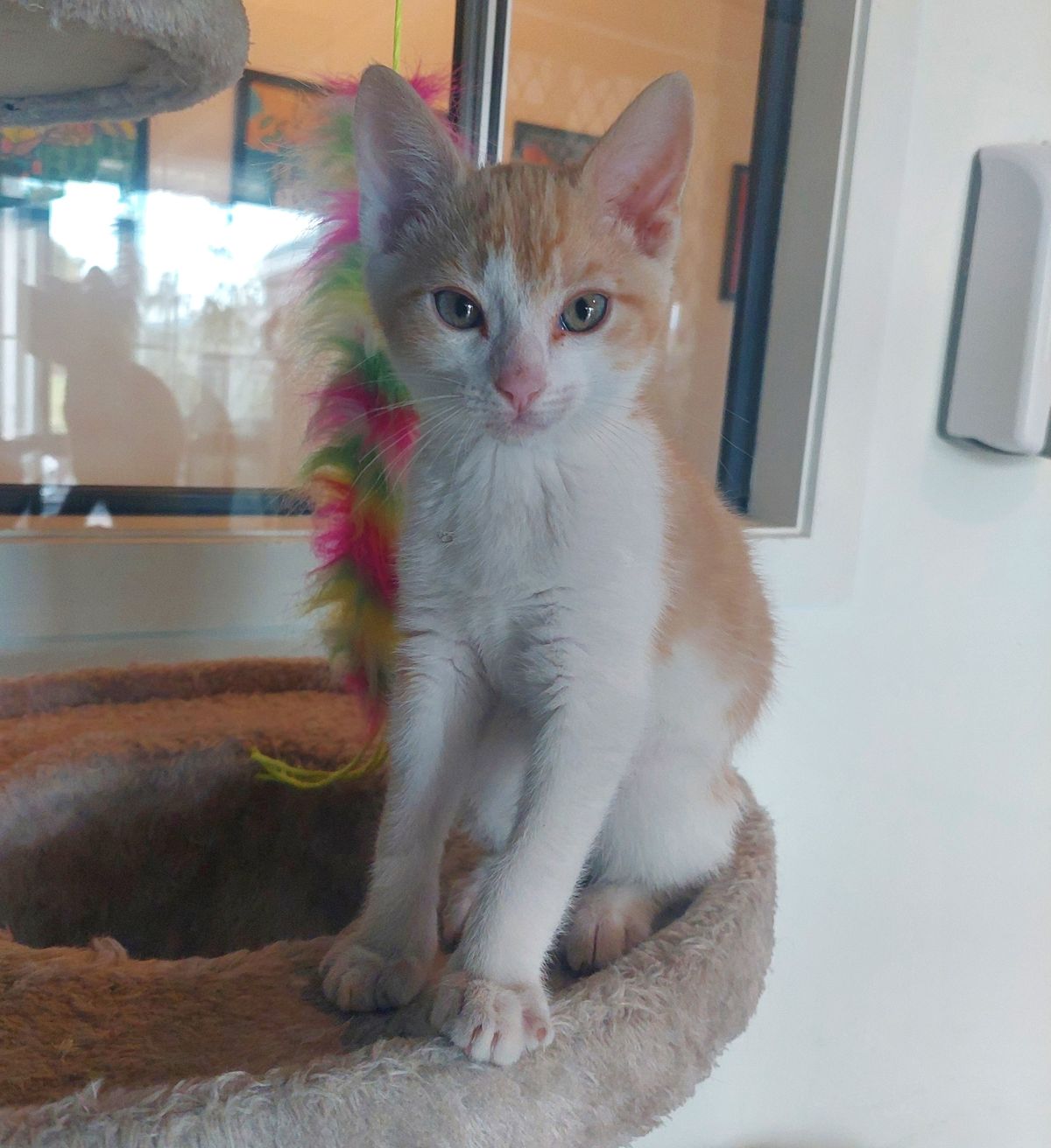 Gallery image: George