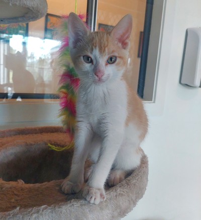 George - Domestic Short Hair