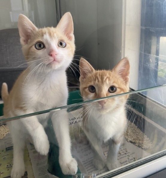 Gallery image: Ginny