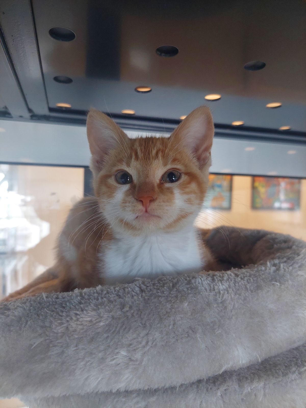 Gallery image: Ginny