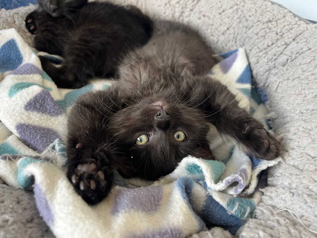 Gallery image: Gatsby