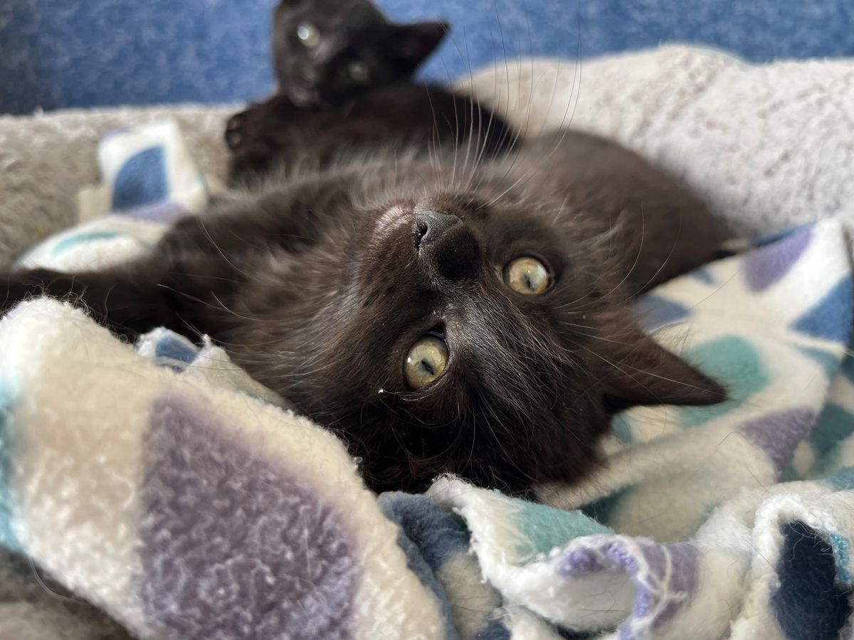 Gallery image: Gatsby