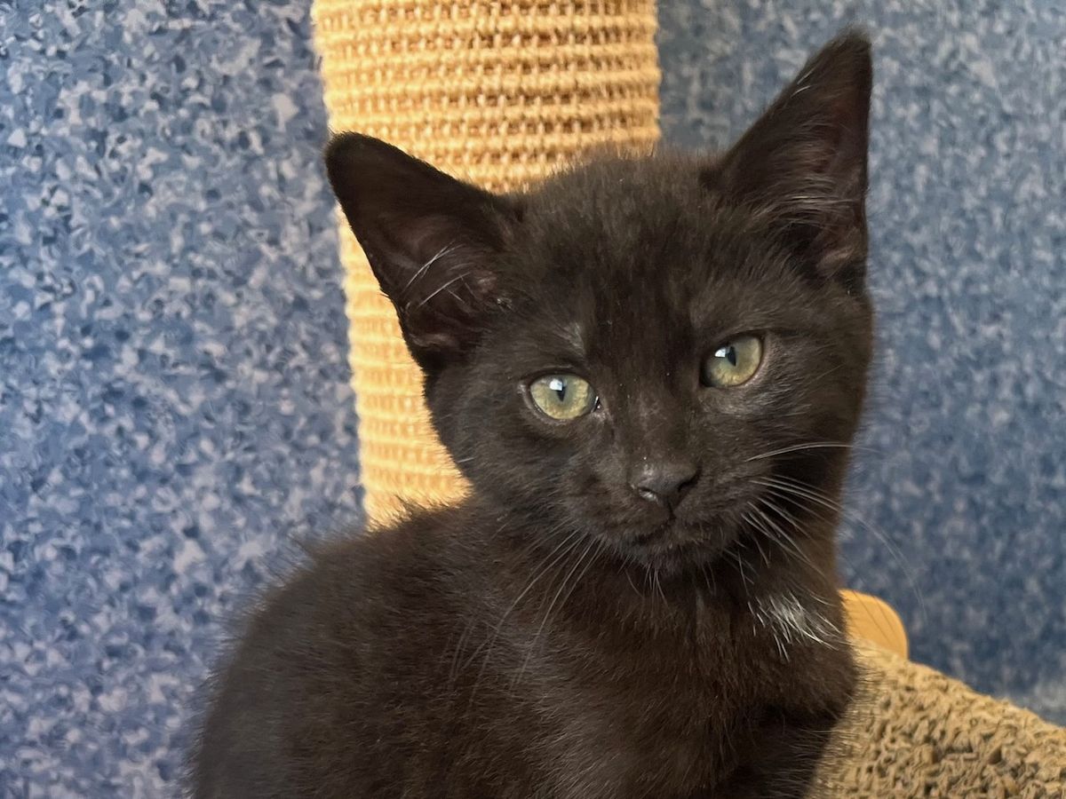 Gallery image: Lincoln