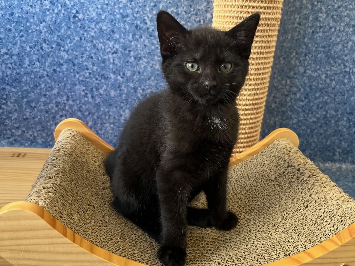 Gallery image: Lincoln