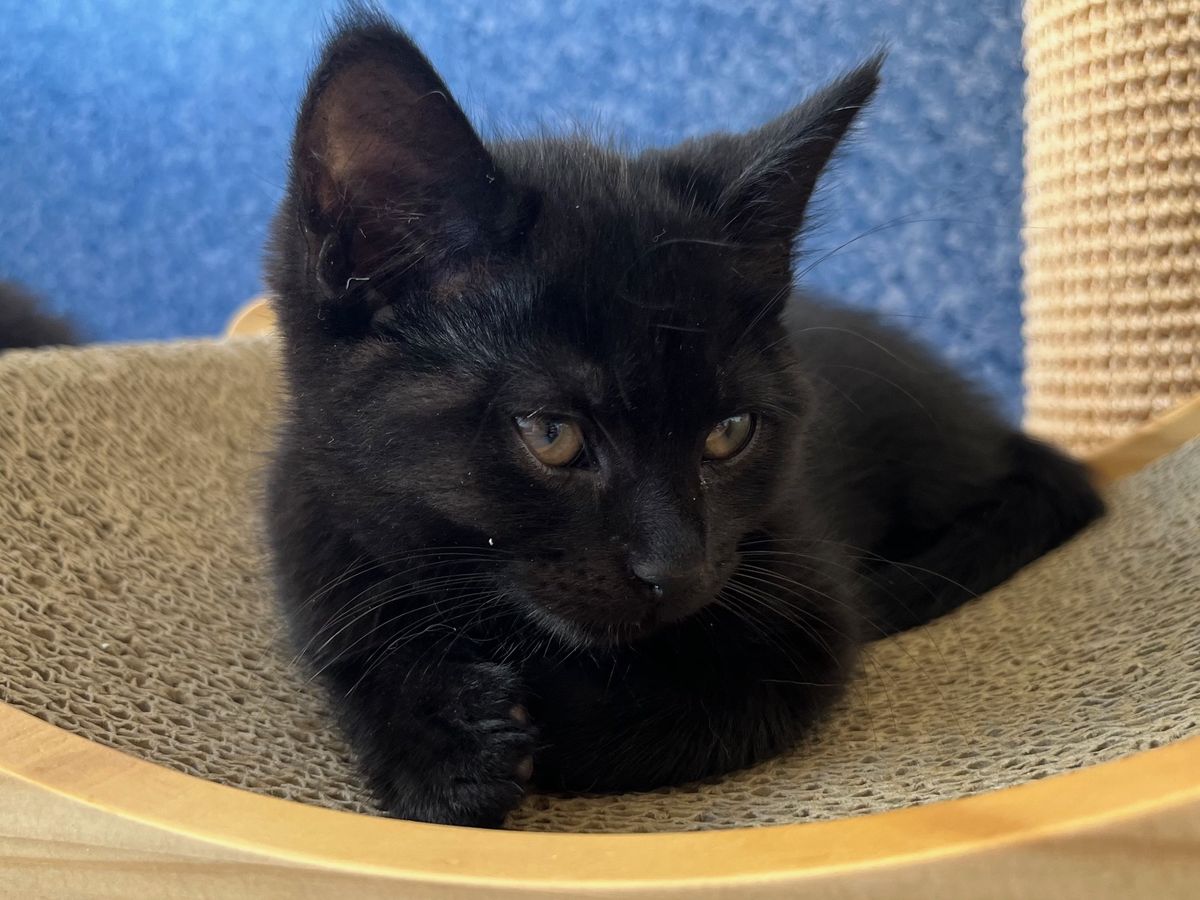 Gallery image: Sable