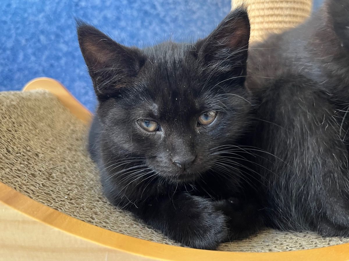 Gallery image: Sable