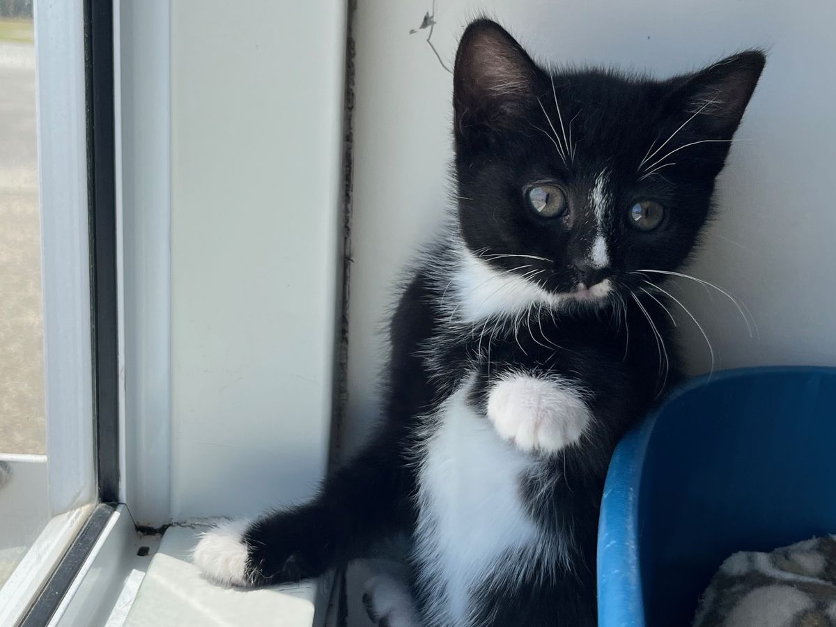 Gallery image: Seraphine