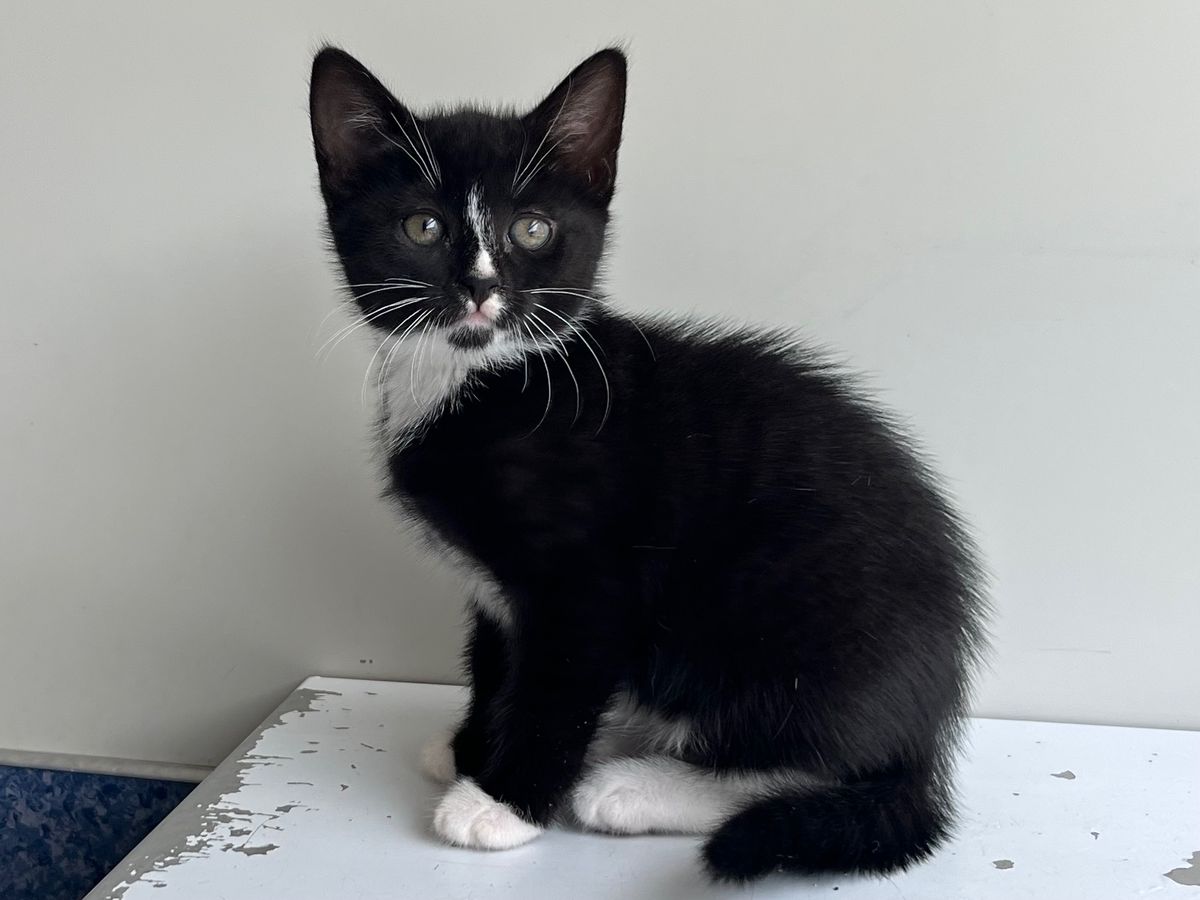 Gallery image: Seraphine