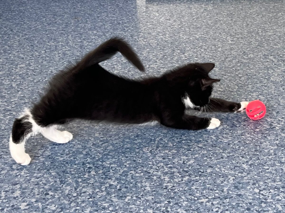 Gallery image: Seraphine