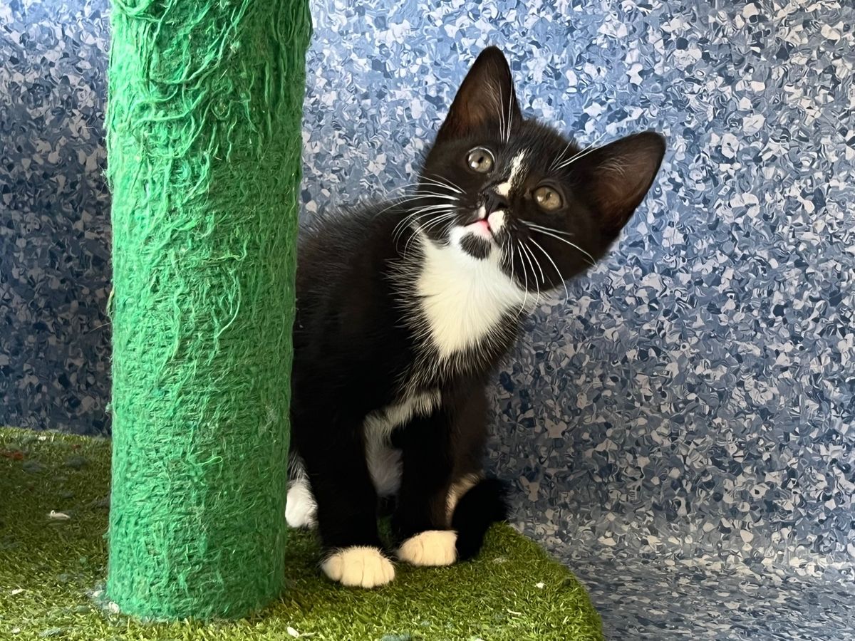 Gallery image: Seraphine