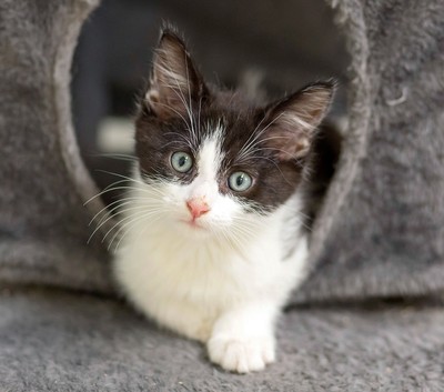 Thor - Domestic Short Hair