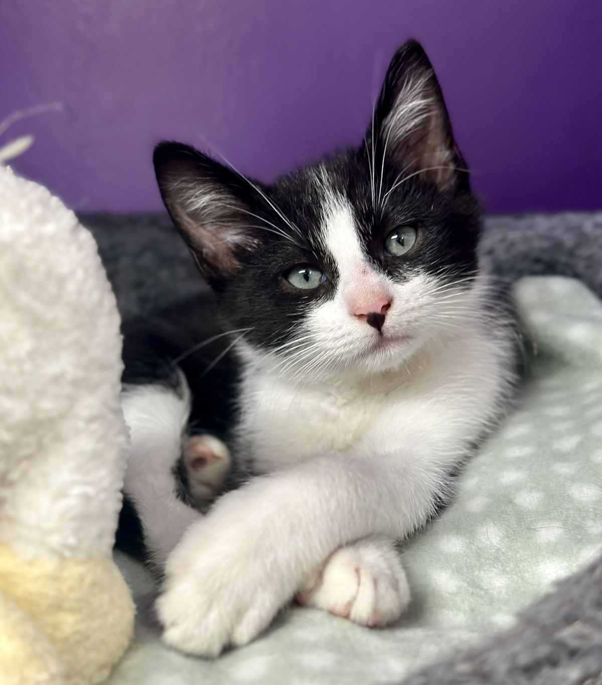 Gallery image: Silas