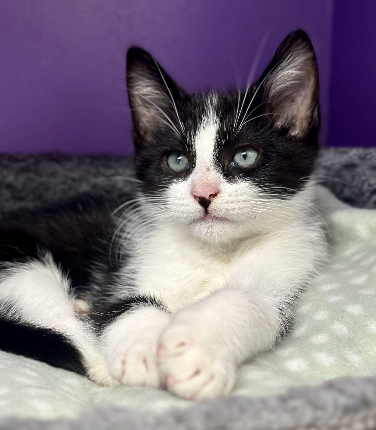 Gallery image: Silas