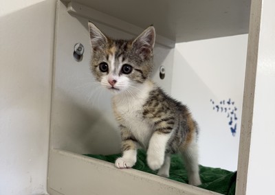 Lilah - Domestic Short Hair