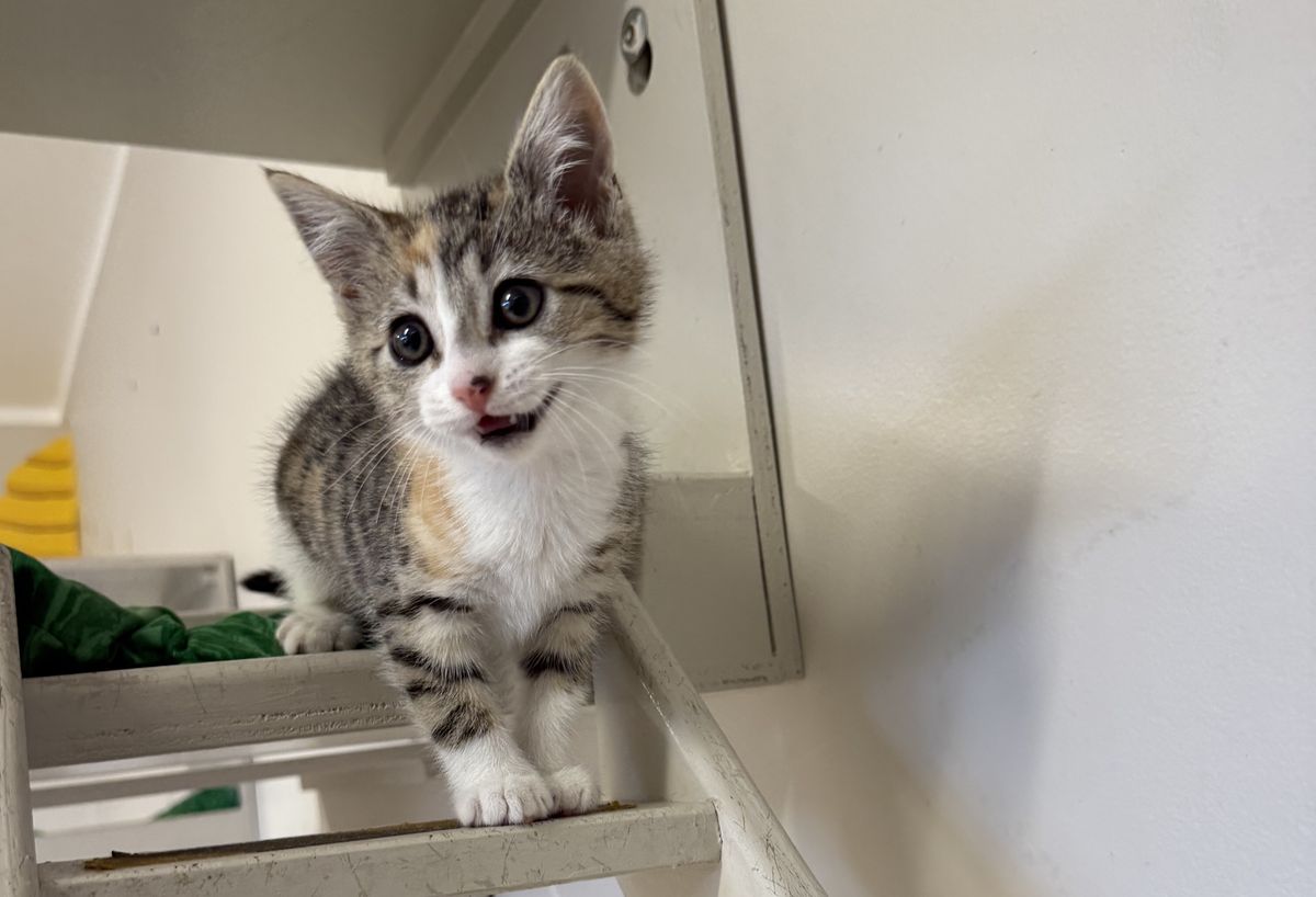 Gallery image: Lilah