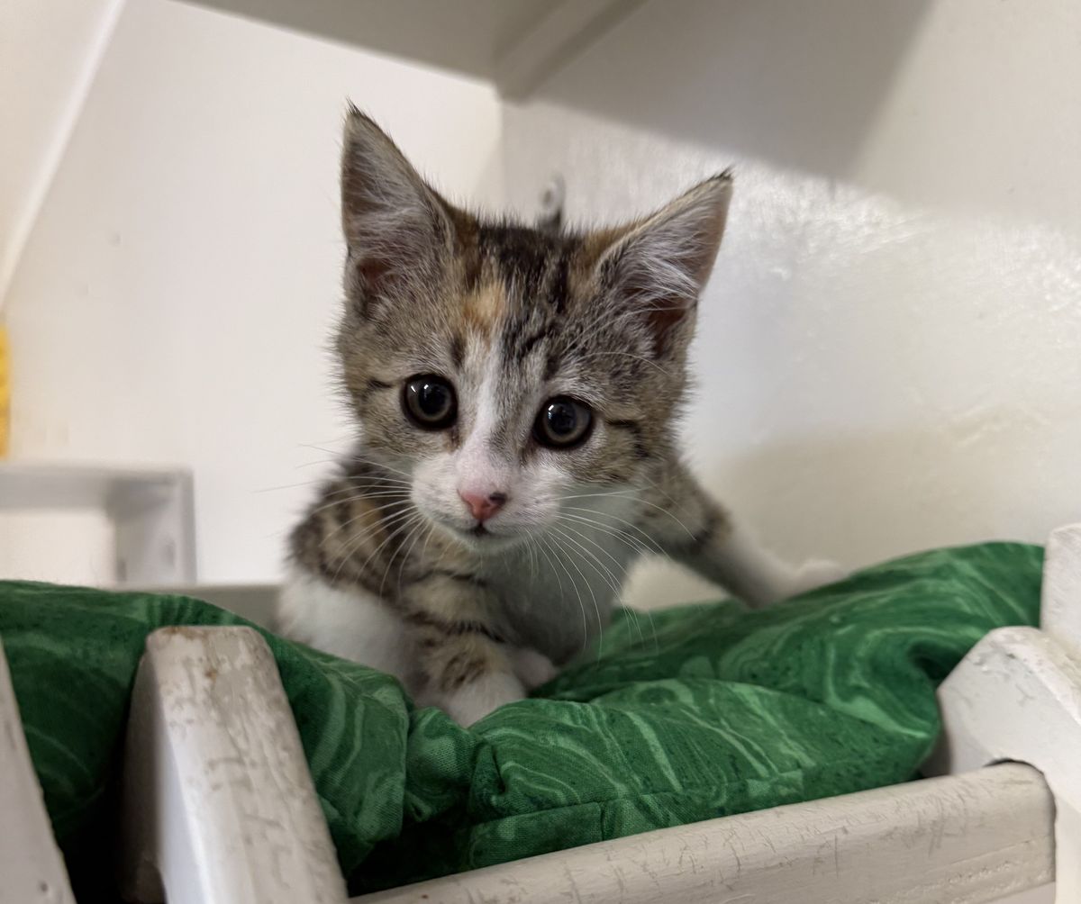 Gallery image: Lilah