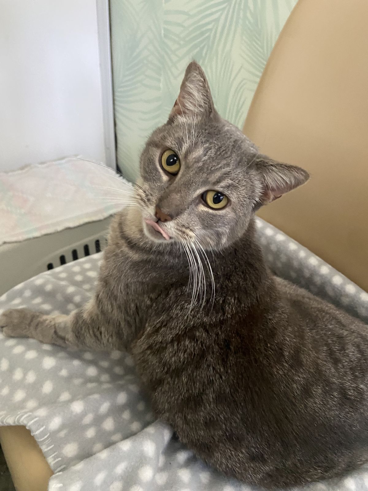 Gallery image: Gracie