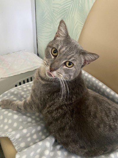 Gracie - Domestic Short Hair