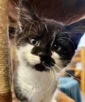 Jethro - Domestic Short Hair