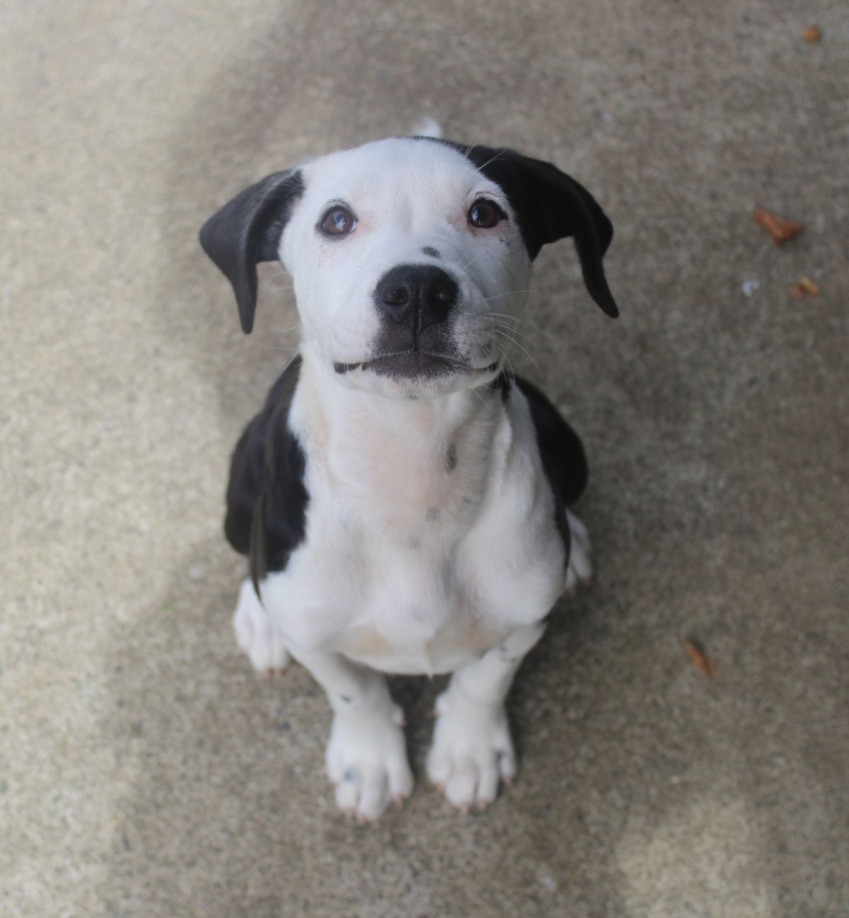 Gallery image: Rosalie