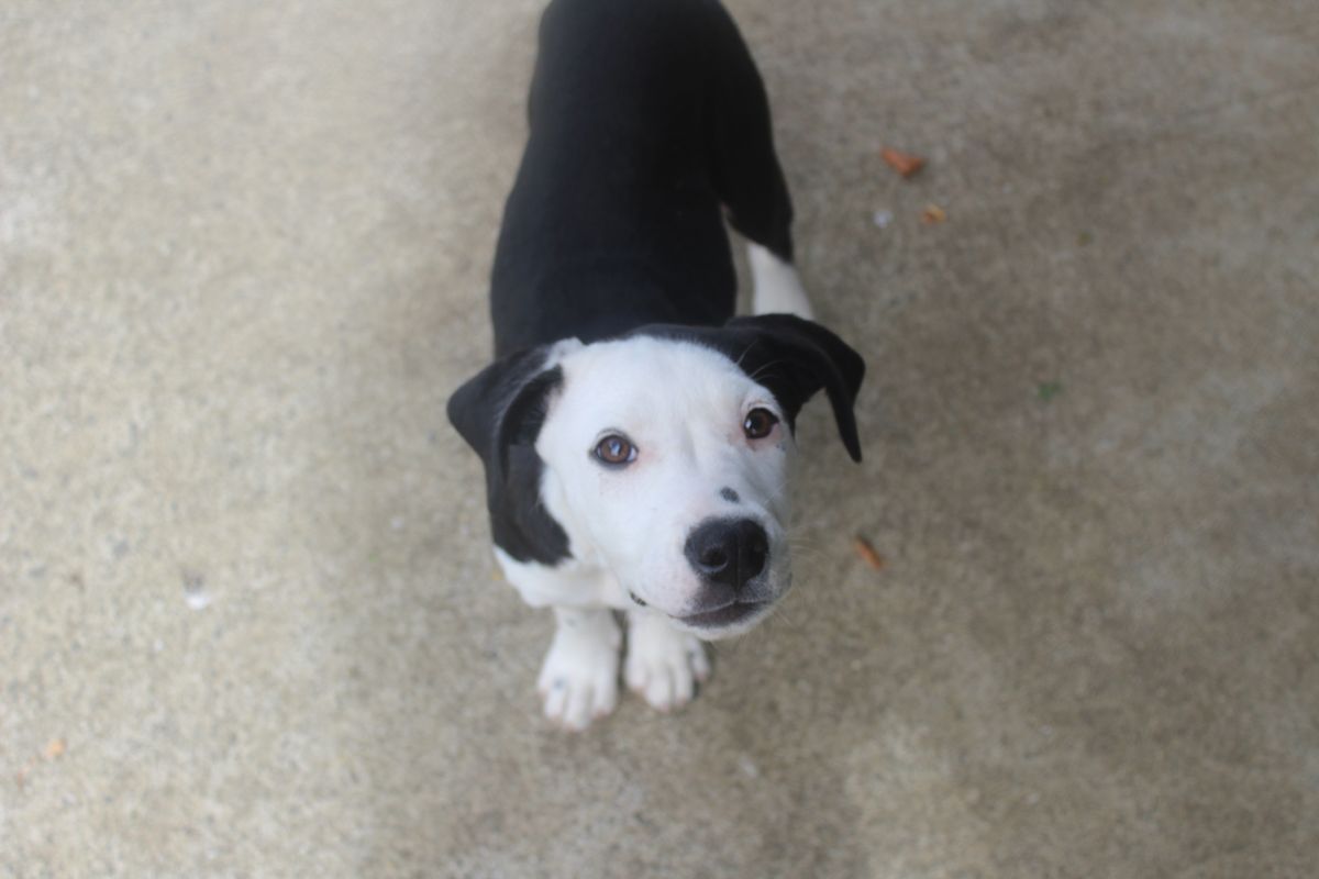 Gallery image: Rosalie