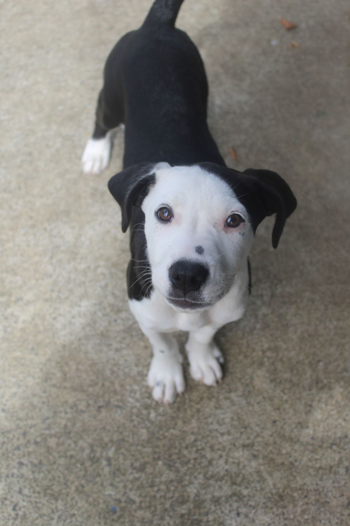 Gallery image: Rosalie