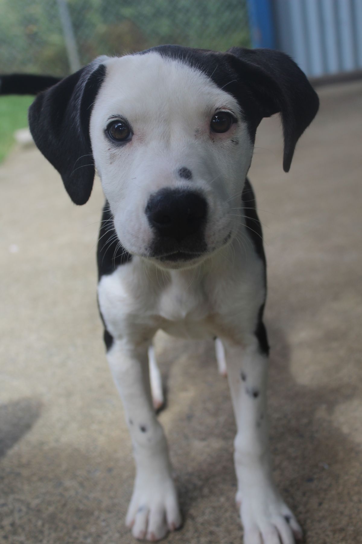 Gallery image: Rosalie