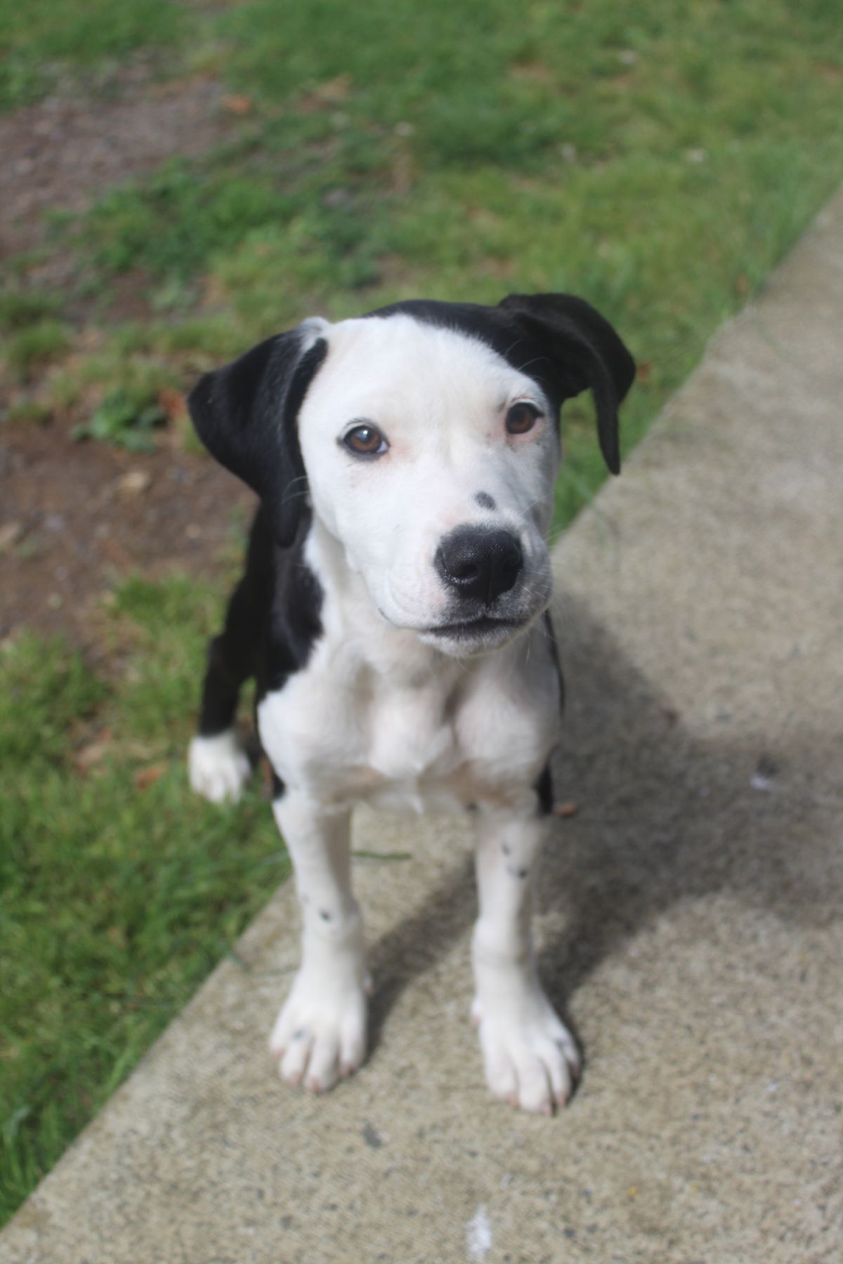 Gallery image: Rosalie