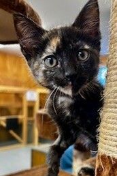 Gallery image: Jayde