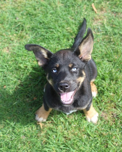 Juniper - Siberian Husky