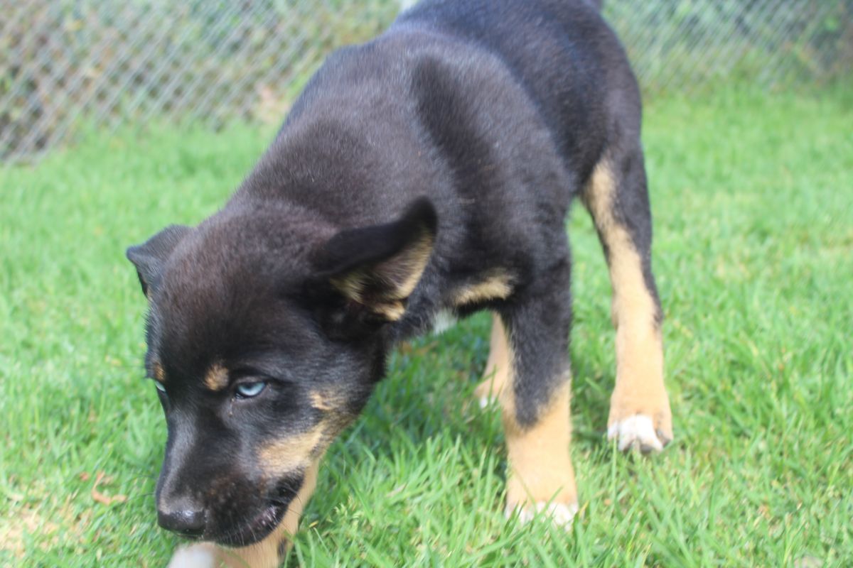 Gallery image: Juniper