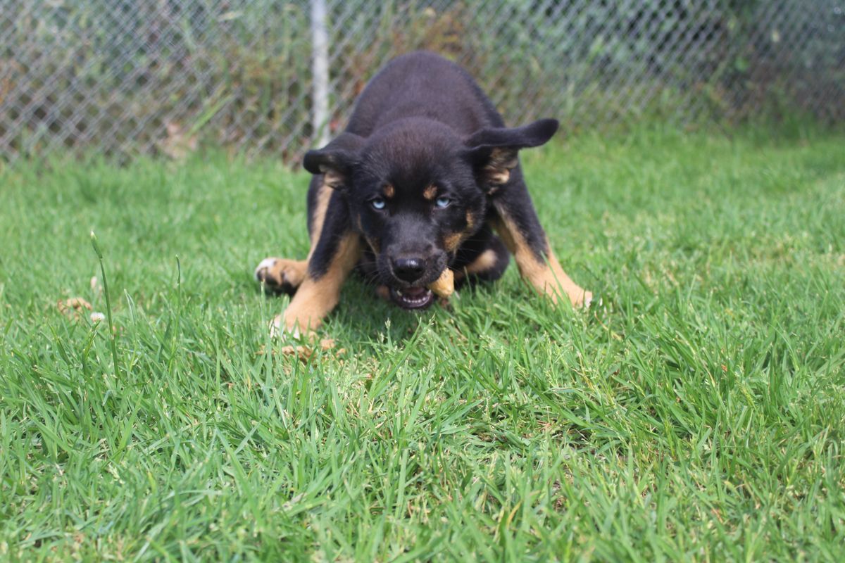 Gallery image: Juniper