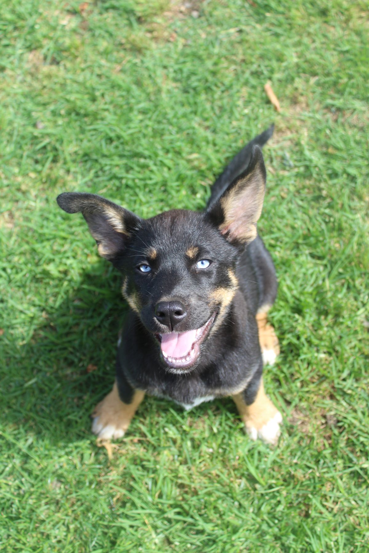 Gallery image: Juniper