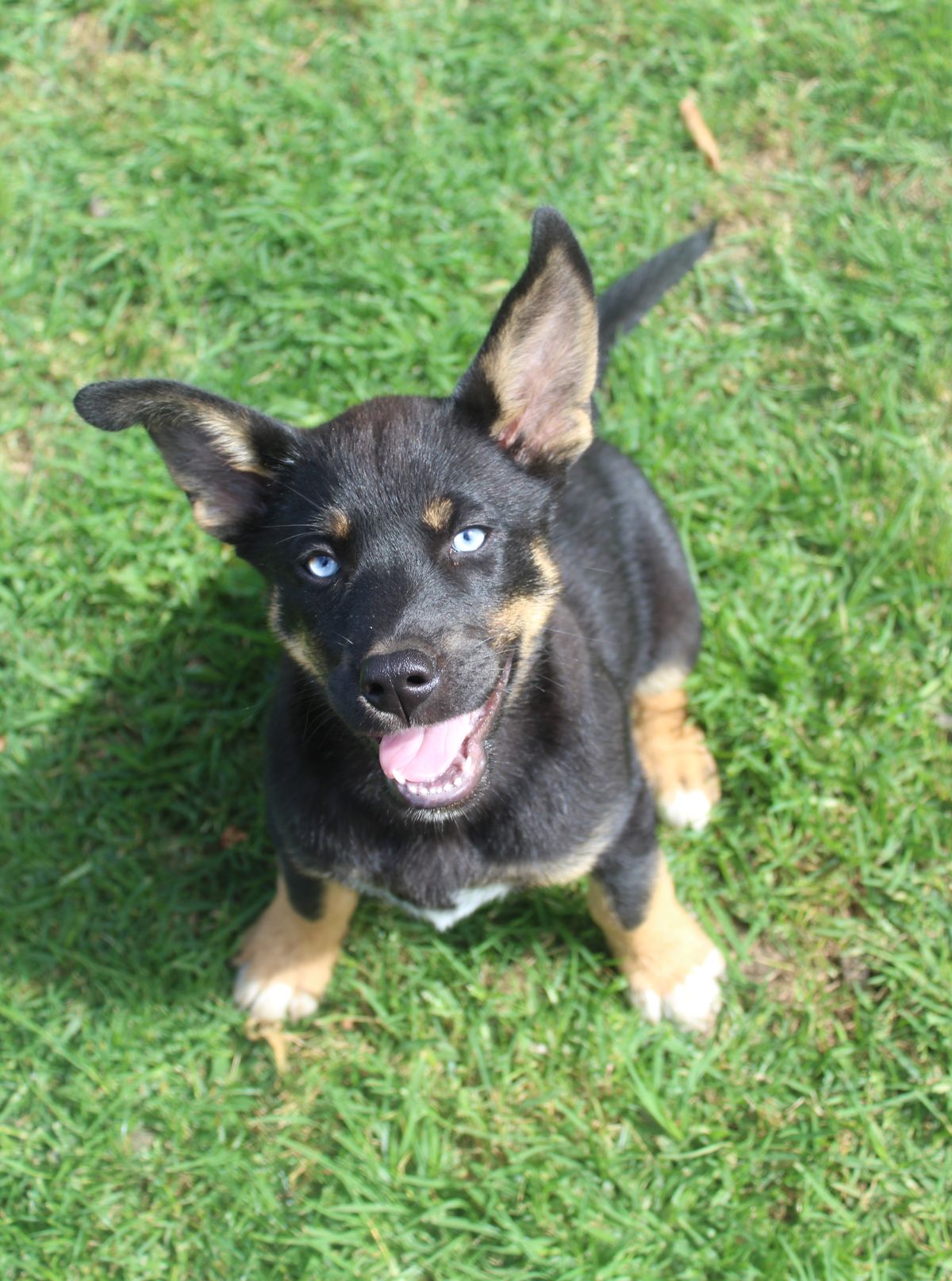 Gallery image: Juniper