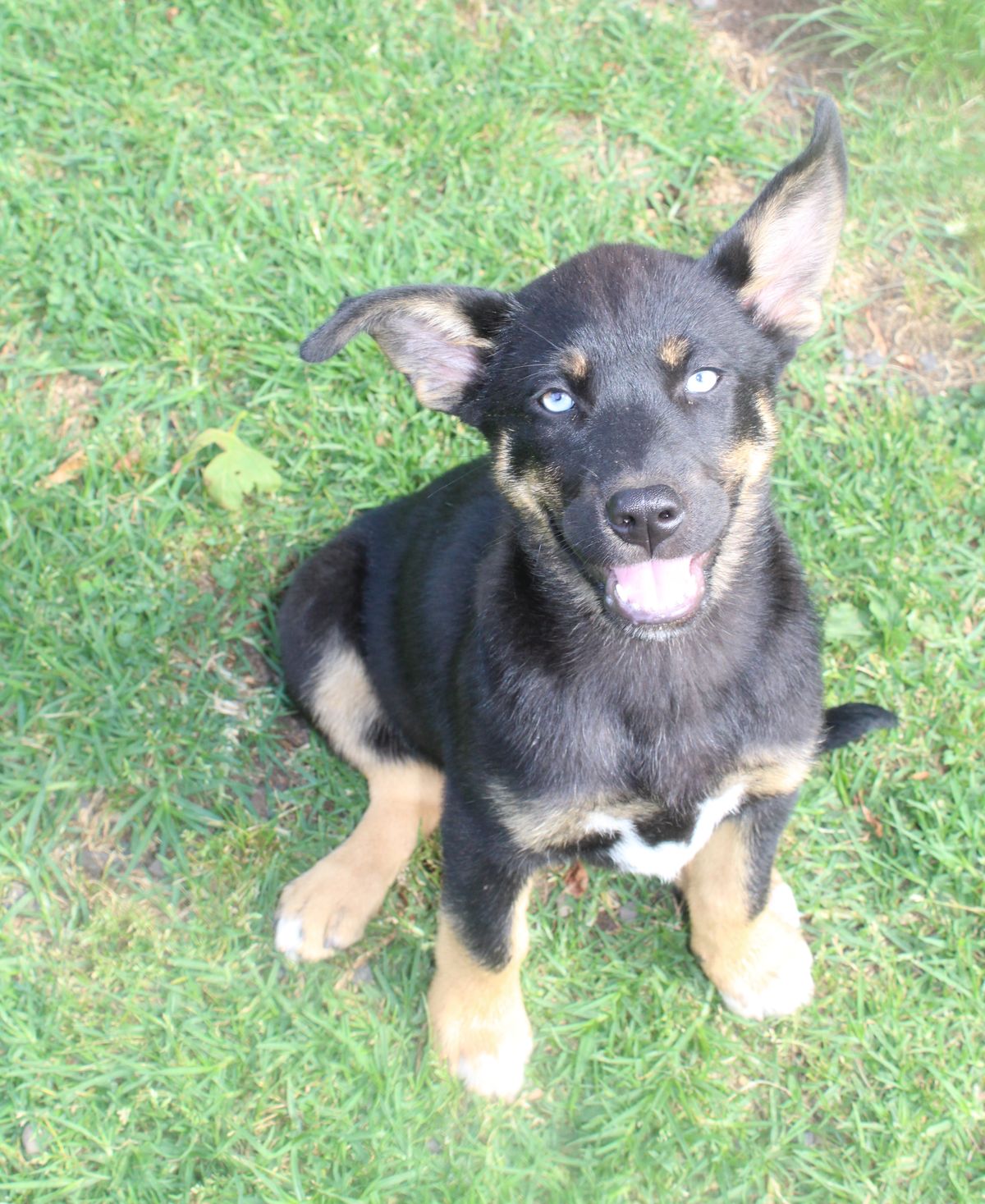 Gallery image: Juniper