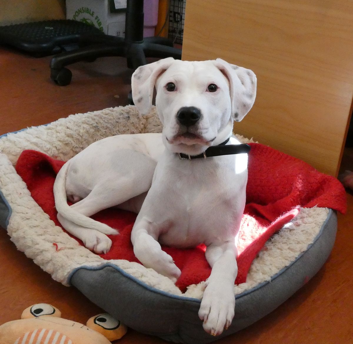 Gallery image: Lemon