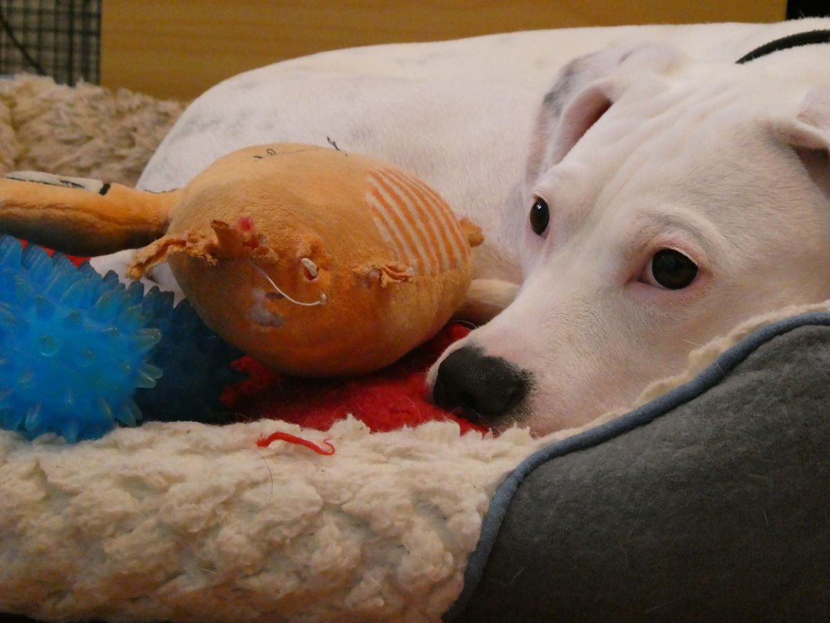 Gallery image: Lemon