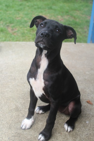 Bella - Medium Cross Breed