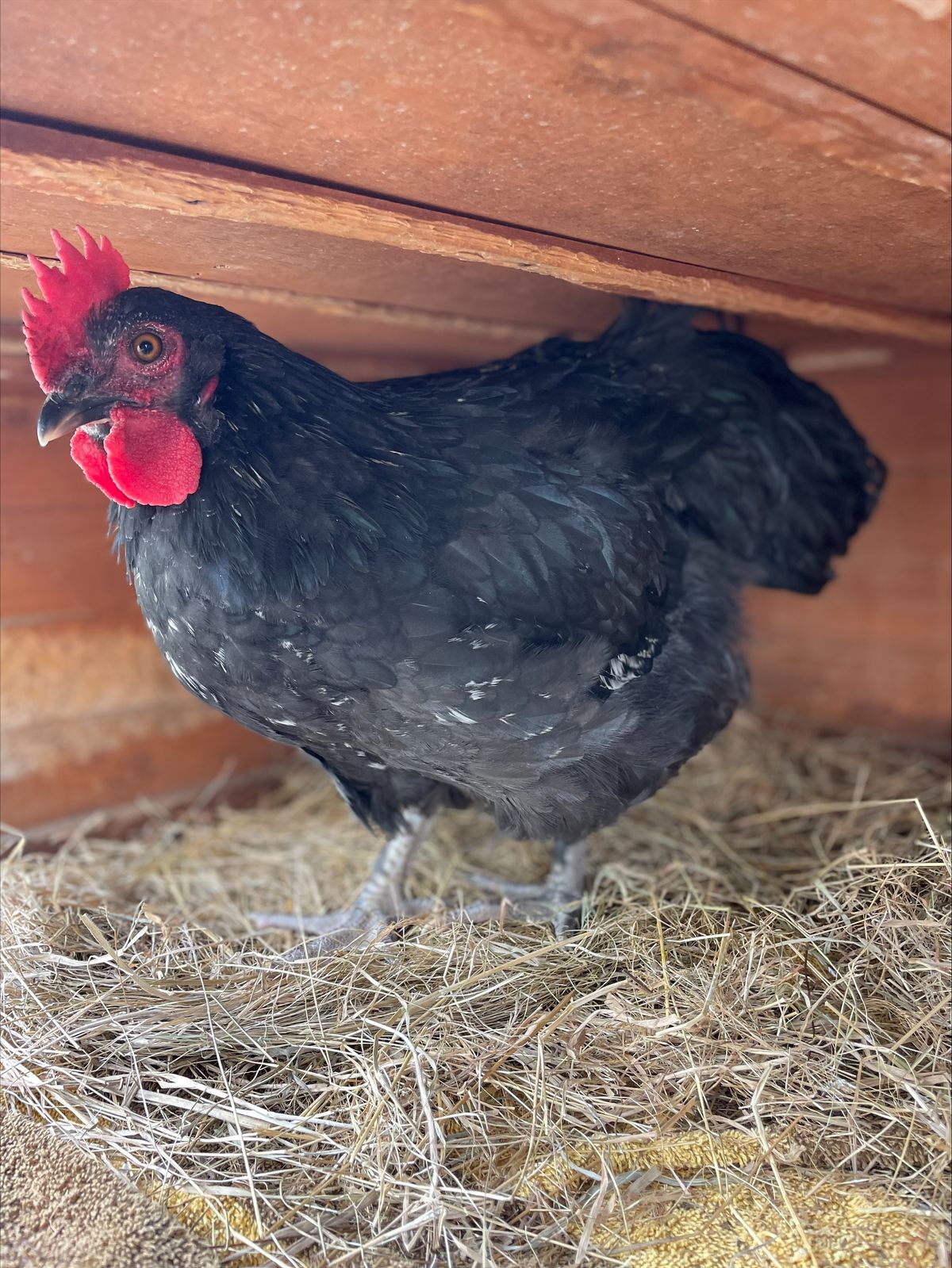 Gallery image: Richard