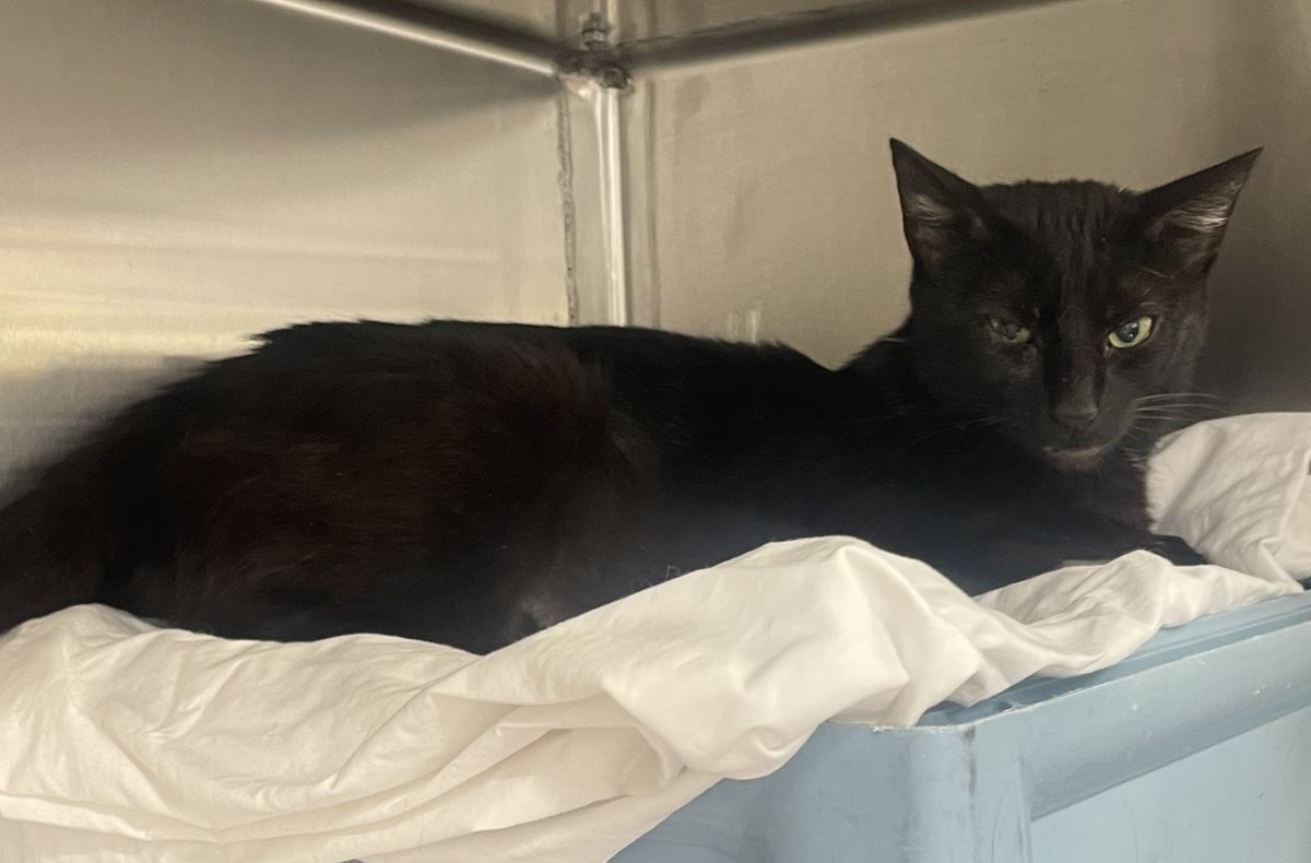 Gallery image: Pennyworth