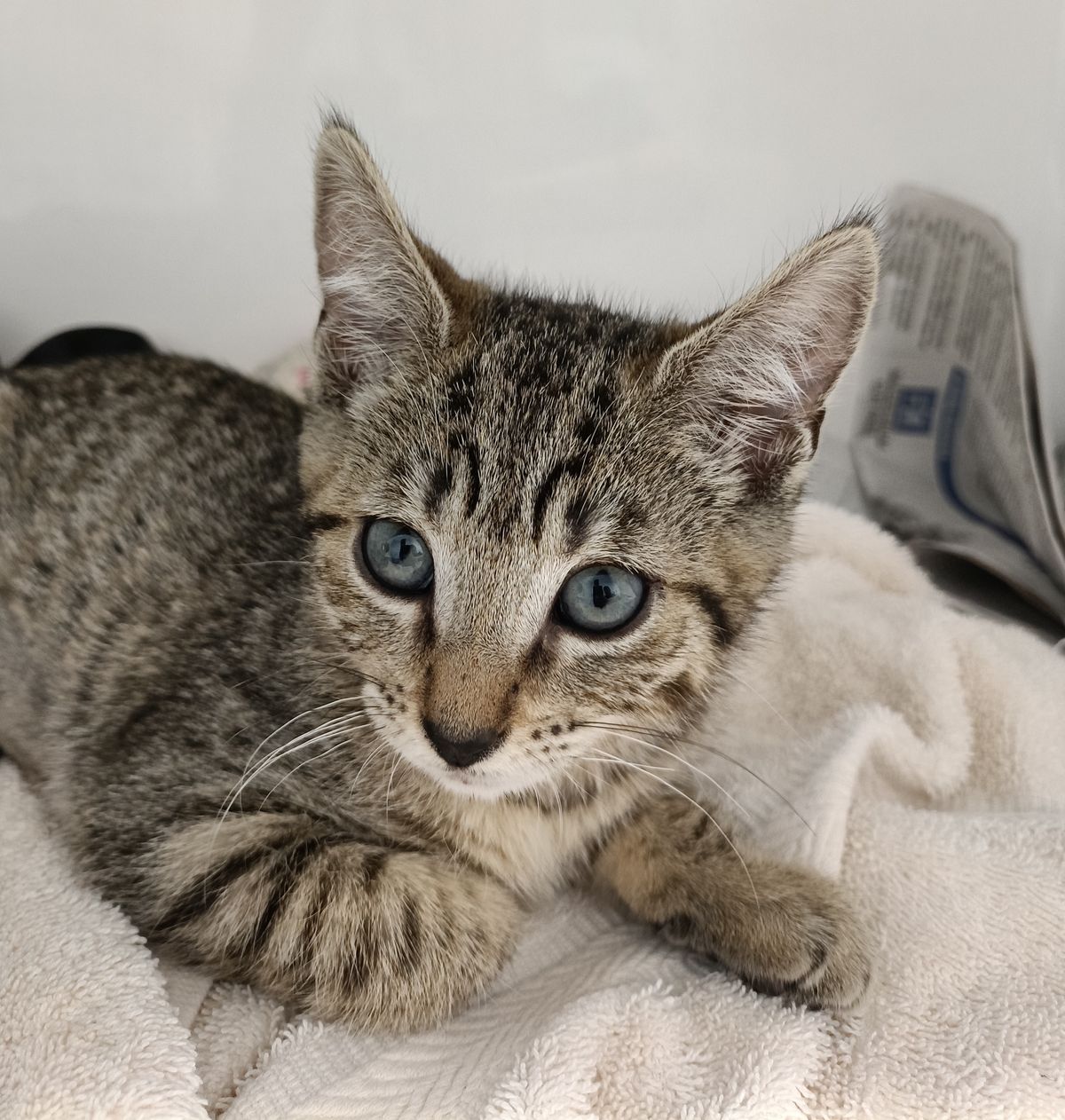 Gallery image: Ginny