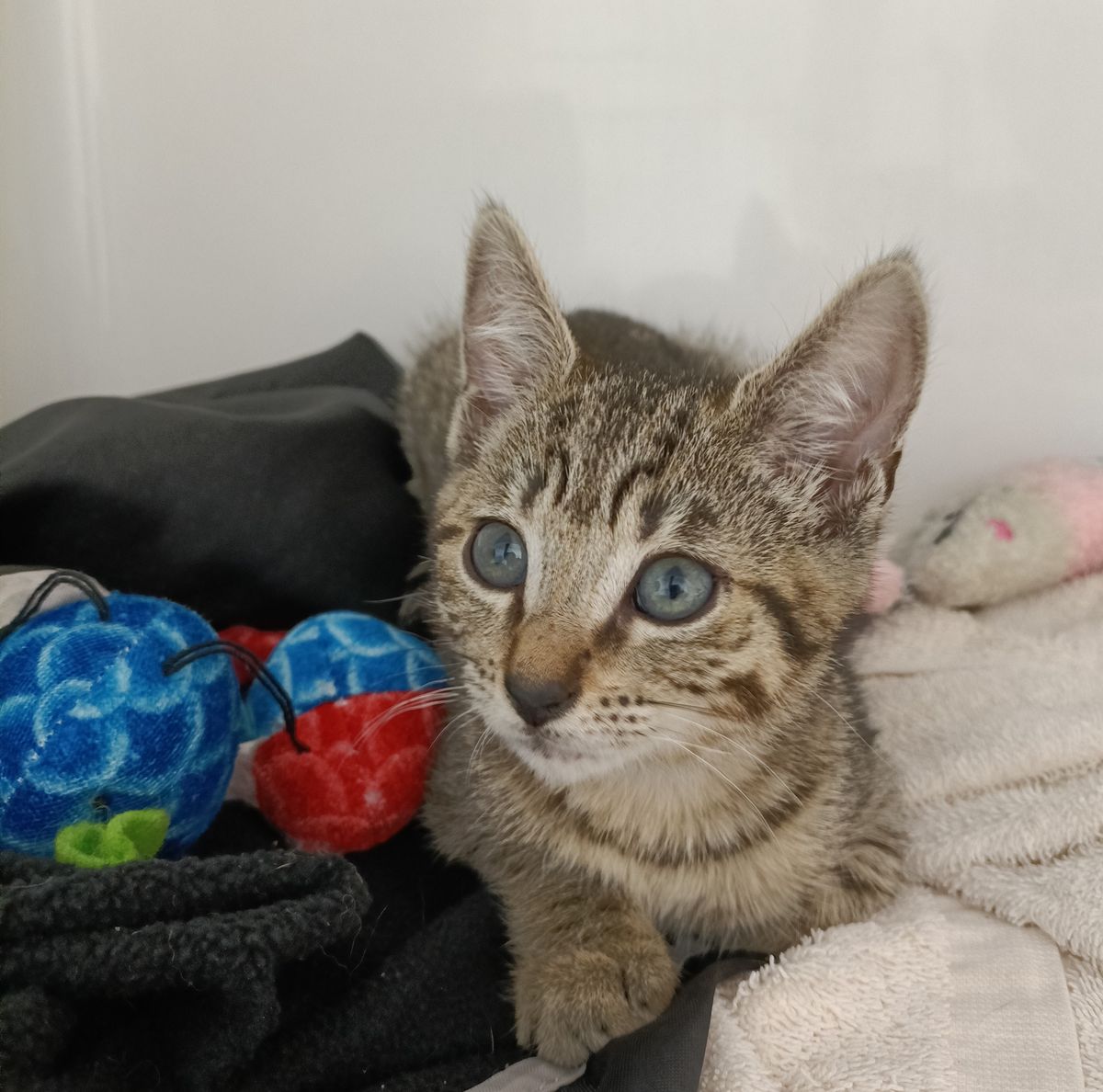 Gallery image: Ginny