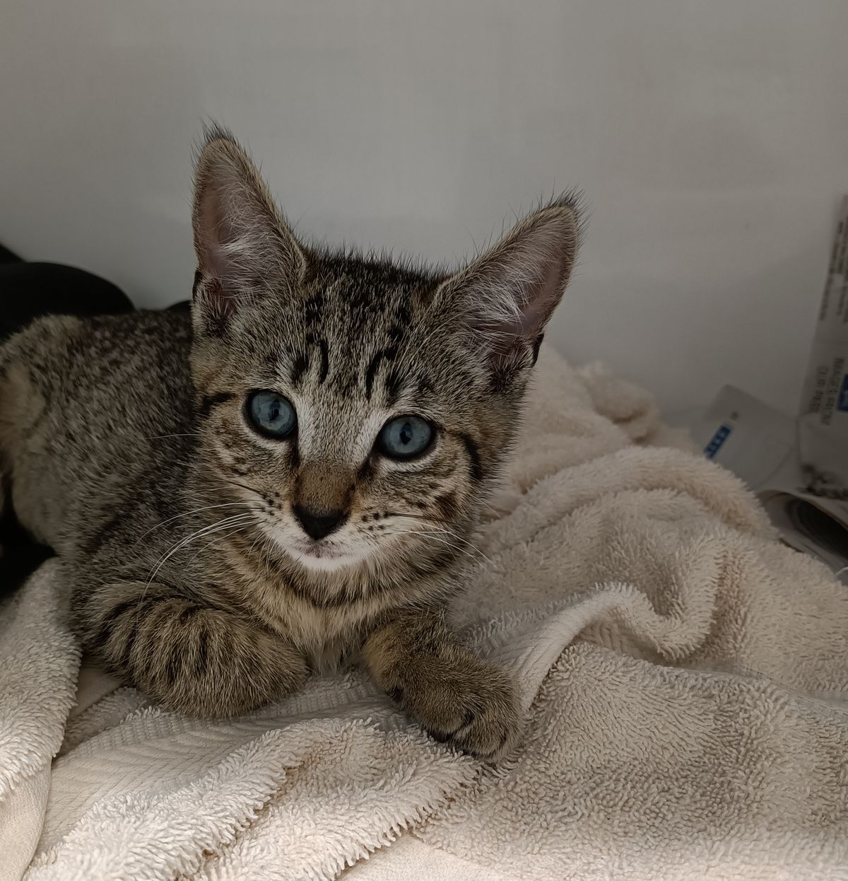 Gallery image: Ginny