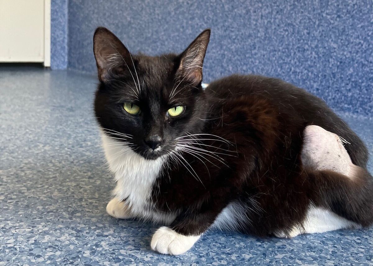 Gallery image: Tuxedo