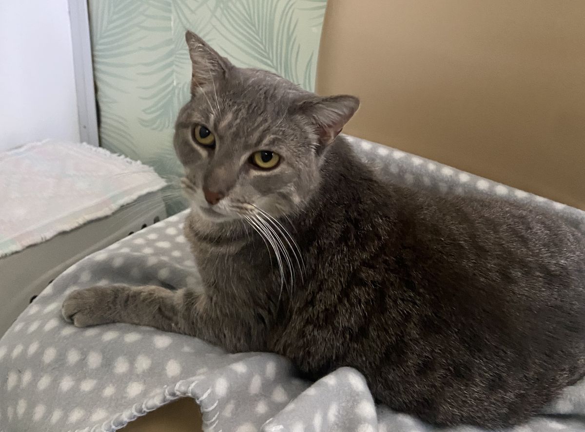 Gallery image: Gracie