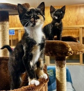 Gallery image: Josie