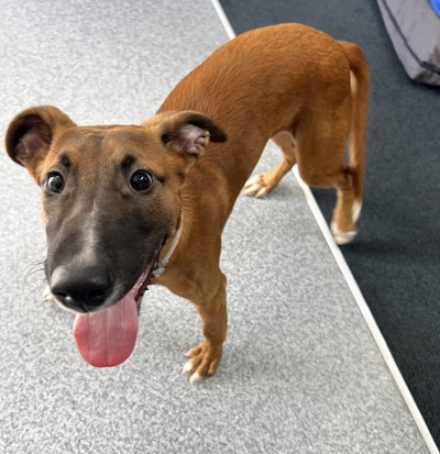 Beauden - Medium Cross Breed