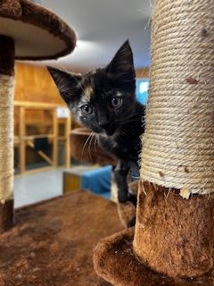 Gallery image: Jayde