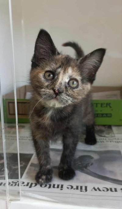 Matilda - Domestic Short Hair